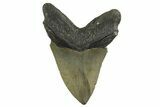 Serrated, Fossil Megalodon Tooth - North Carolina #340845-2